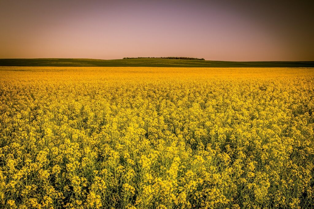 Canola Oil The Ultimate Guide to Benefits, Uses, and Myths Debunked
