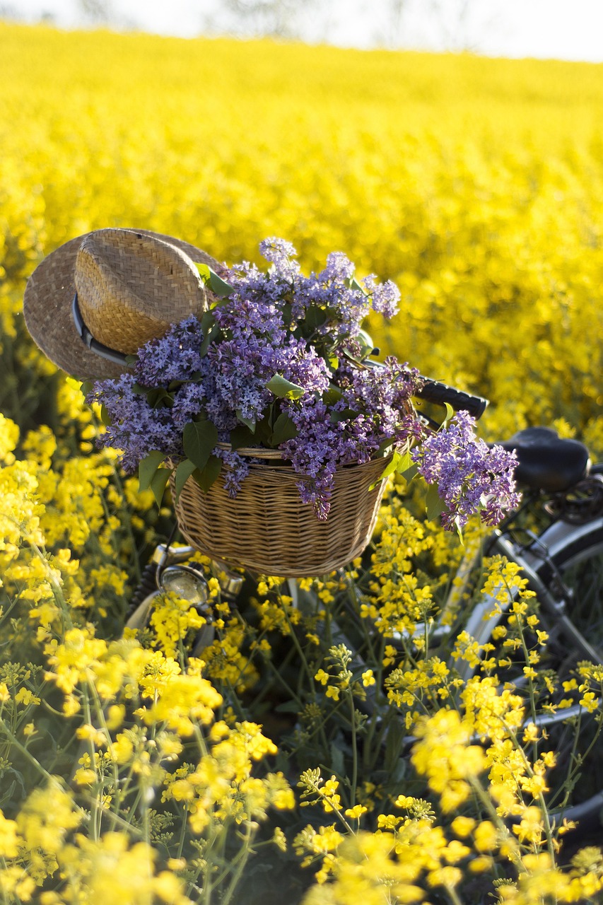 Canola Oil The Ultimate Guide to Benefits, Uses, and Myths Debunked