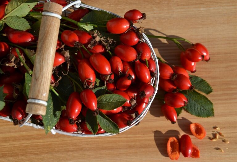 Rosehip Oil