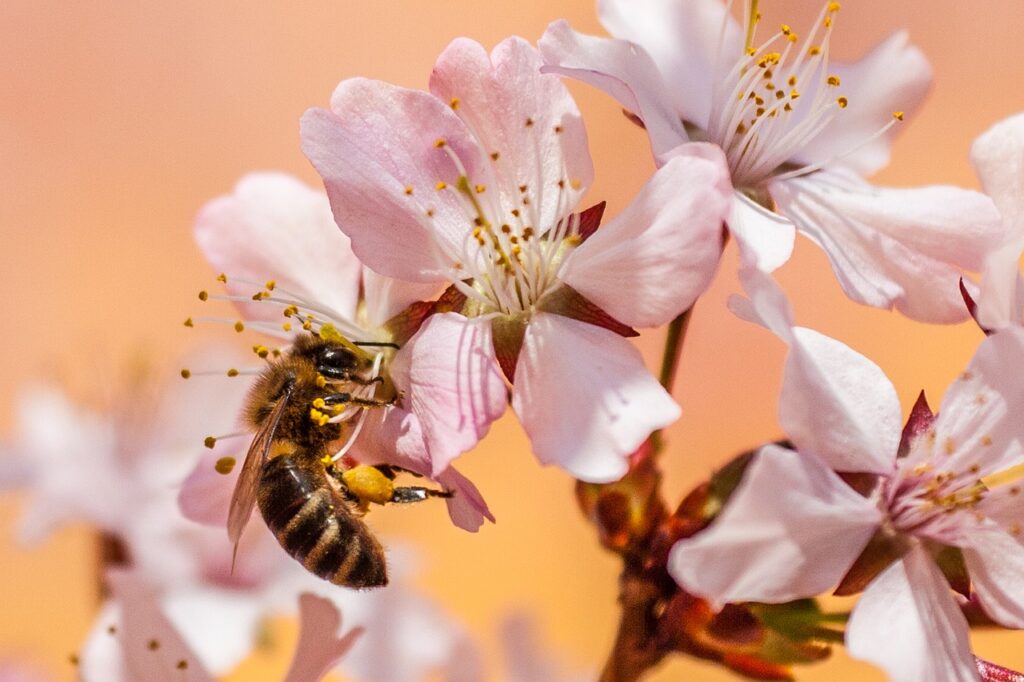 Honey