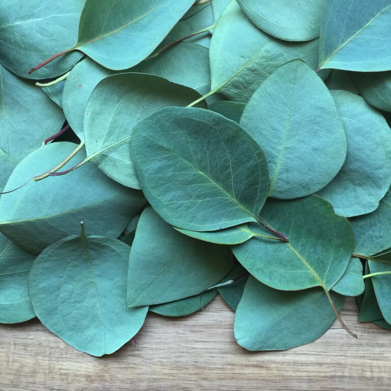 Eucalyptus Oil