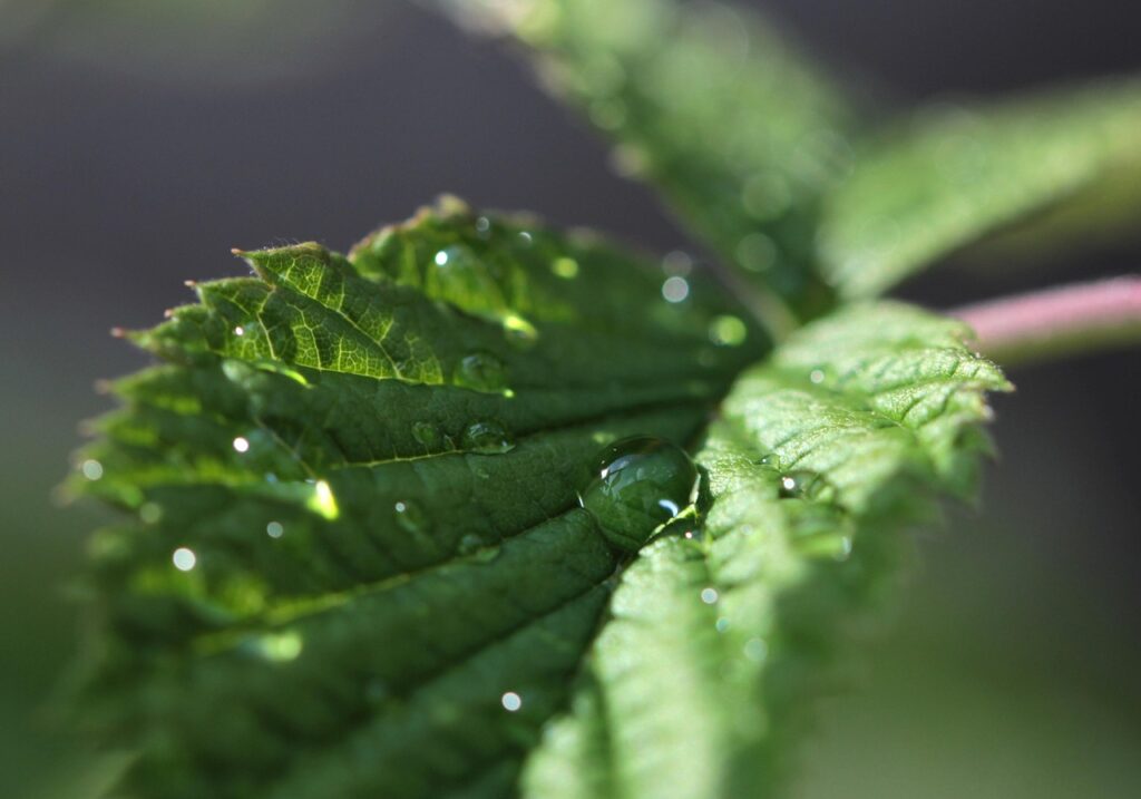 Peppermint Oil