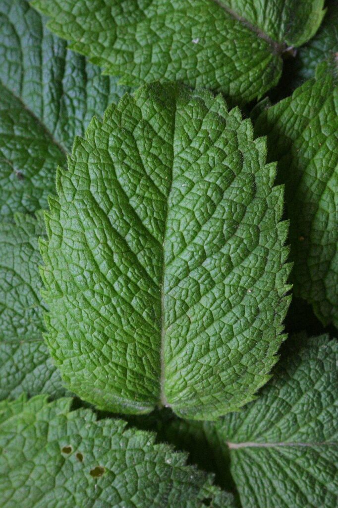 Peppermint Oil